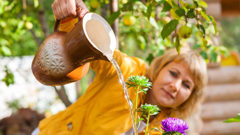 Cum să crești arborele de miere: Îngrijire și înmulțire