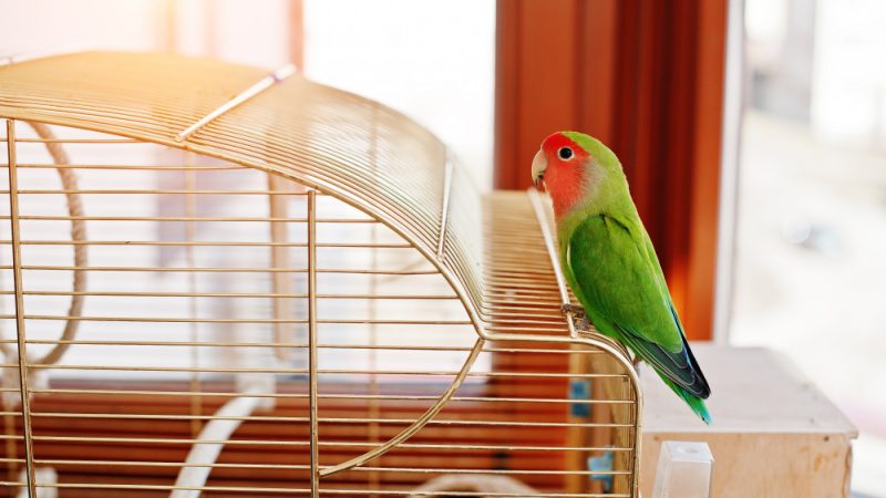 Cum să alegi și să decorezi colivia pentru un papagal nimfă