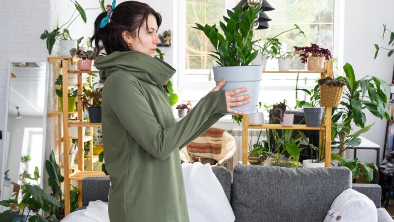 8 plante care purifică aerul din casa ta: lista esențială