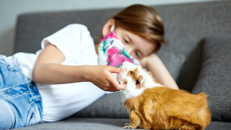 Cele mai frecvente alergii la animalele de companie și cum să le tratezi