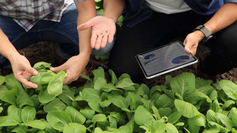 Cele mai bune practici pentru agricultura regenerativă