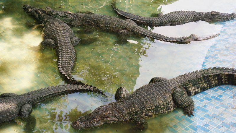 Crocodil vs Aligator: compararea celor mai puternici prădători din regnul animal