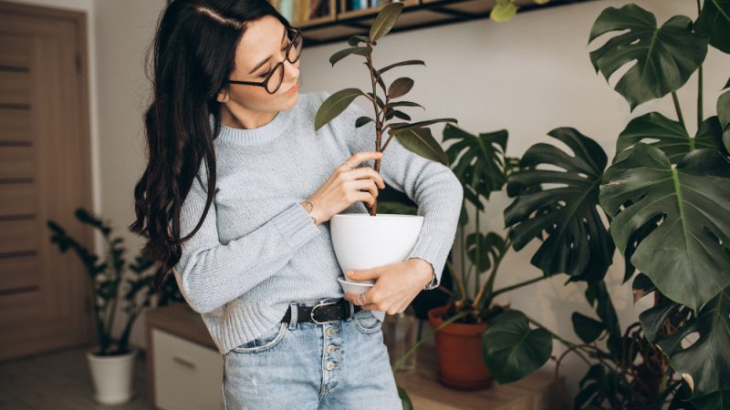 Cum să aduci natura în casa ta cu ajutorul plantelor de interior