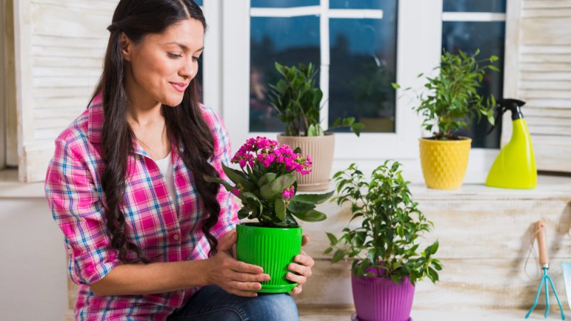 Alegerea plantelor care rezistă în ghiveci tot anul