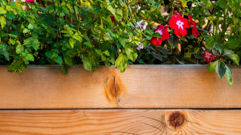 Grădina cu plante care arată bine lângă ziduri, garduri și fațade simple